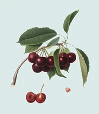 Ciliegio selvatico