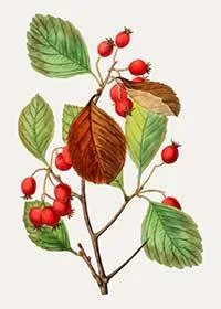 Corniolo